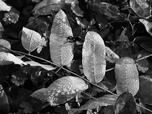 ���������� ����