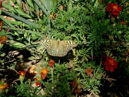 ������� �������