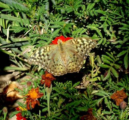 �������