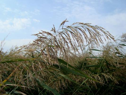 ����� �����...