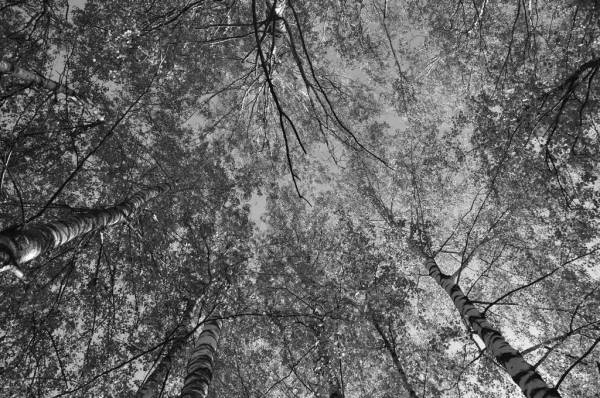 ������ ��� �������