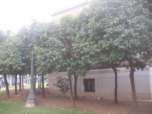 ������ ���� ���������