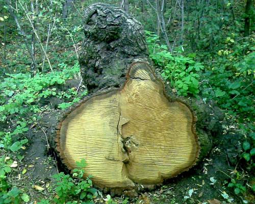 ���� ������.