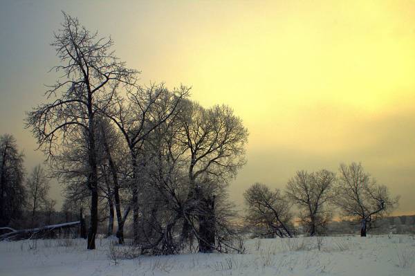 ������ ����