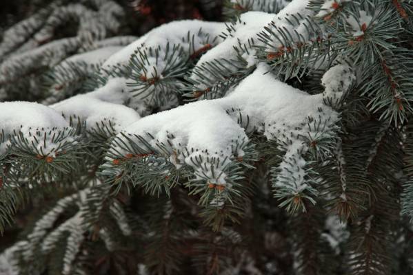 � ����� �����