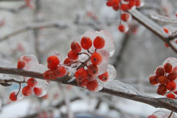 ������ ������������