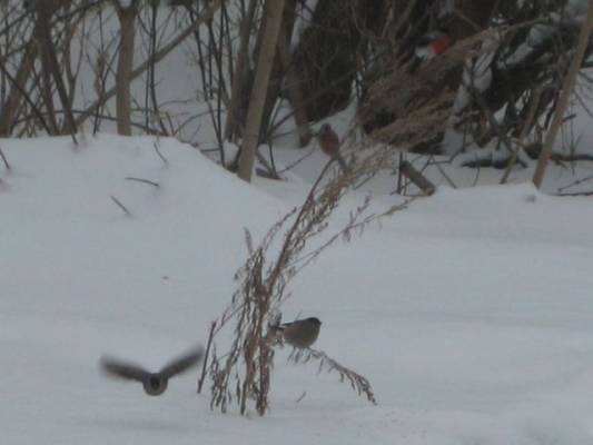 ������� � �������