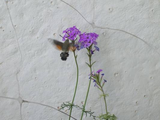 ��� � �������� ��������...