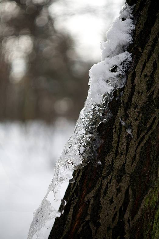 ������ ���������