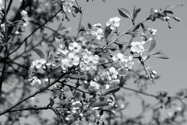 ����� ���