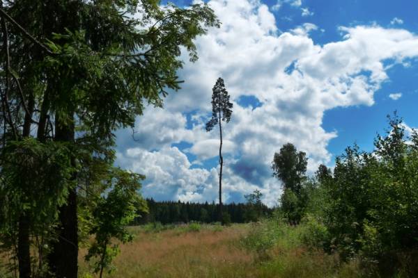 �������� � ���� ������ �����...(����� �� ����������)))