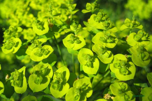 ������� ����