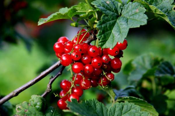 �������  ���������