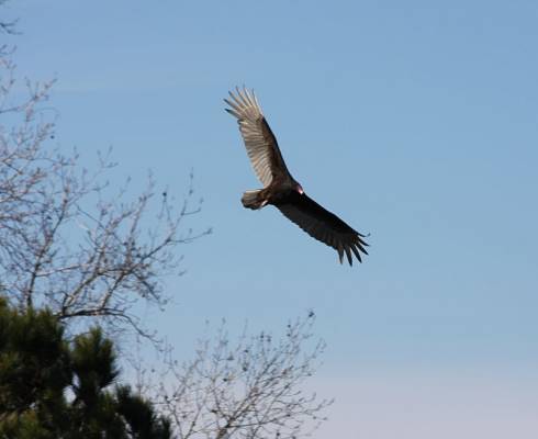 ��� ��� �����