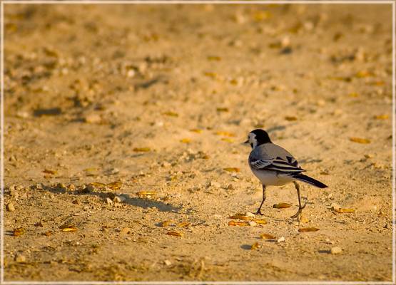 �� �����...