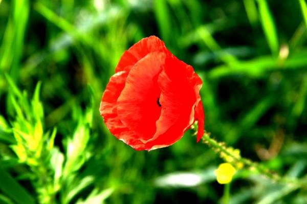 ������� �����