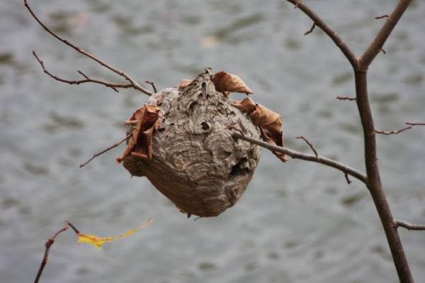 ��������� �����