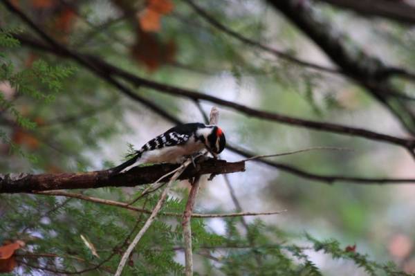 ����� ������