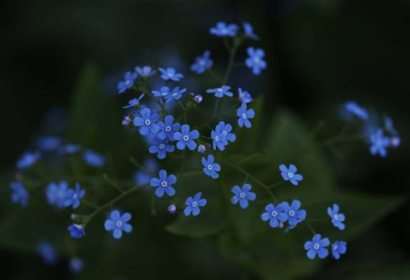 ����� ������