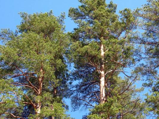 ��������� 2011