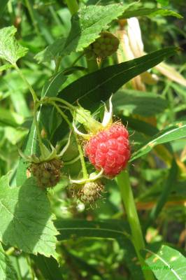 ������ ������