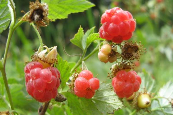 ������ ������