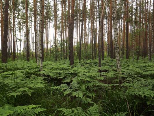 ������� �����������