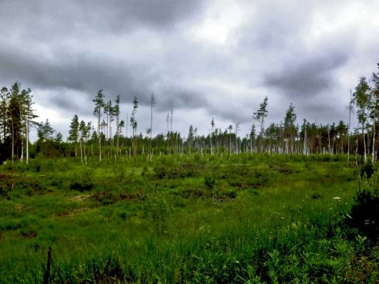 ������ ������