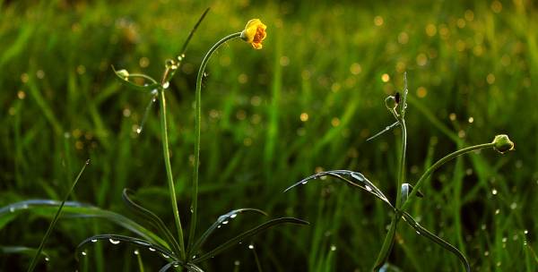 ����������� ������