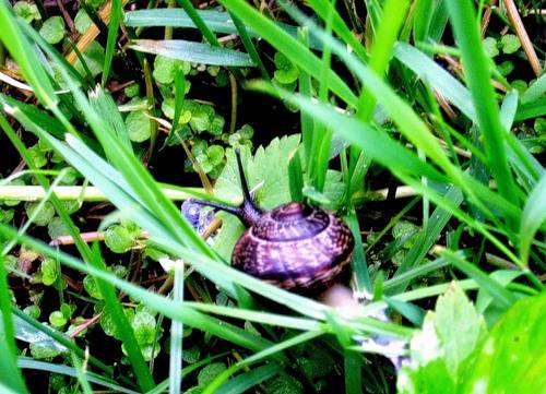 ������ ����