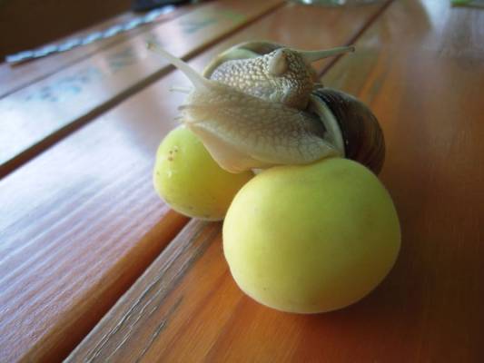 �� ��� ��� ���������