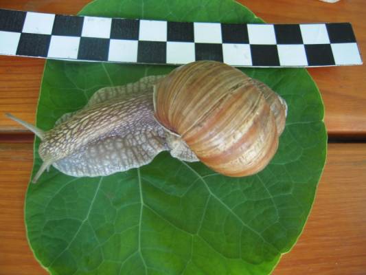 ����, ����� �����!