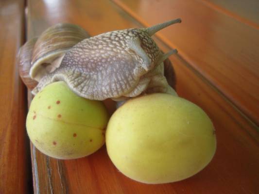 � ���� ���-�� �� ������