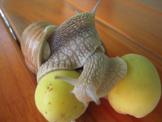 � ���������, ����!