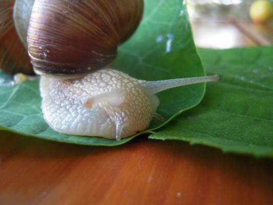 ����� ������ ���������, ����� ����