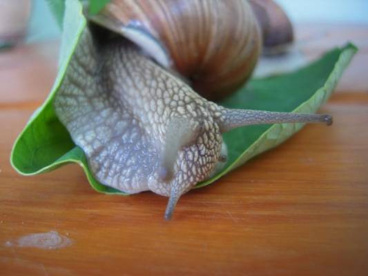 ���-�� �� ������� ��� �� ���������