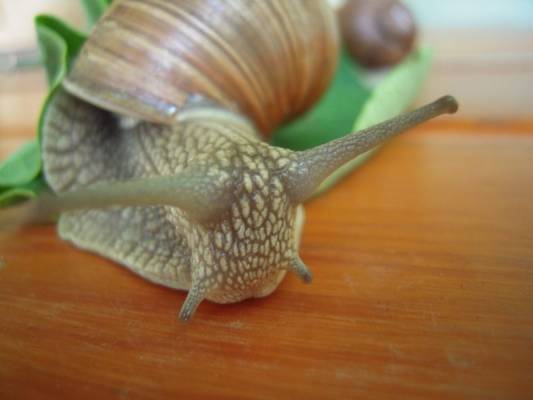 ������� ������, �� ���� �� ������