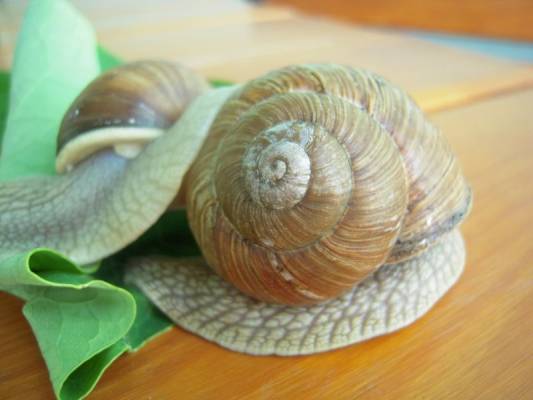 ����, ������ �� ��������