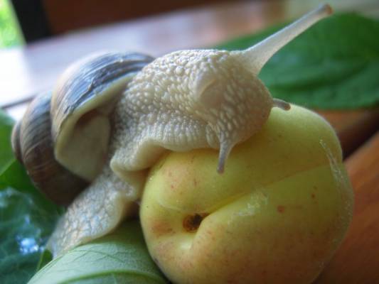 ���������� ����