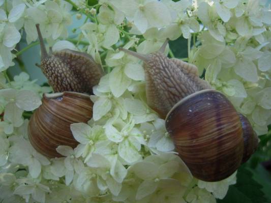 ������� ����� ������