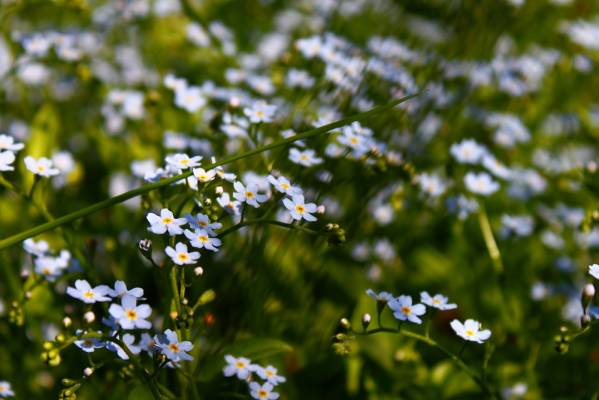 ������ ������...