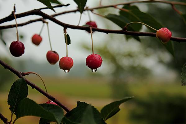 ����� �����