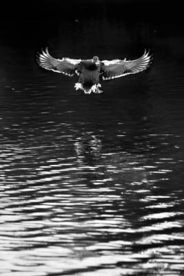 ����� ����