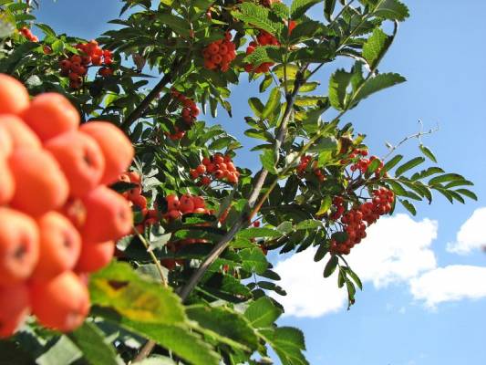 ������ ������