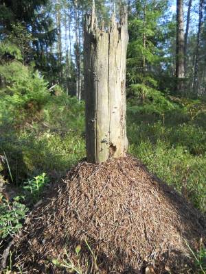 ��������� ����������