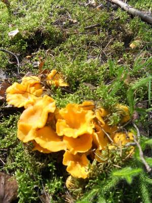 �������-���������