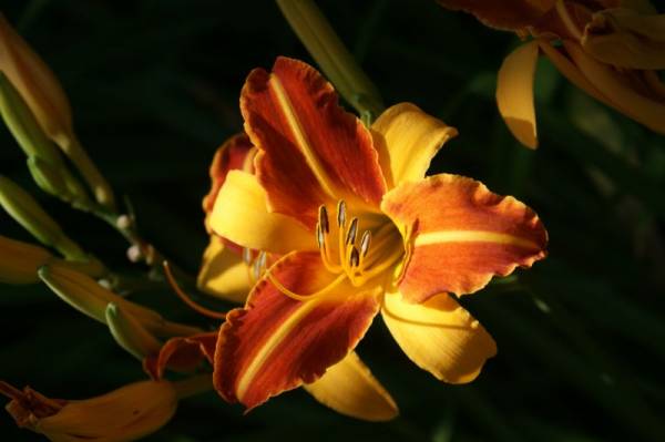 ��������