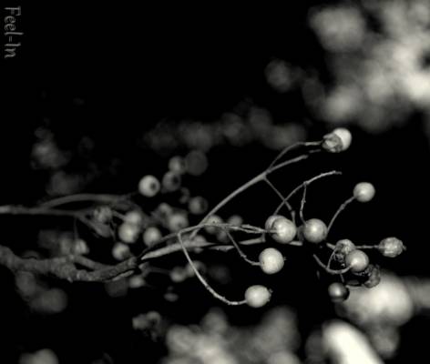 ����������� �������