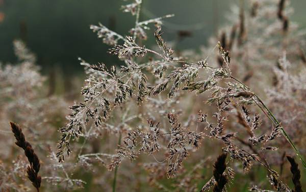 ���-�� �����