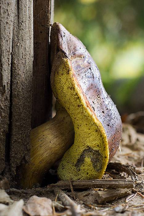 �����������.